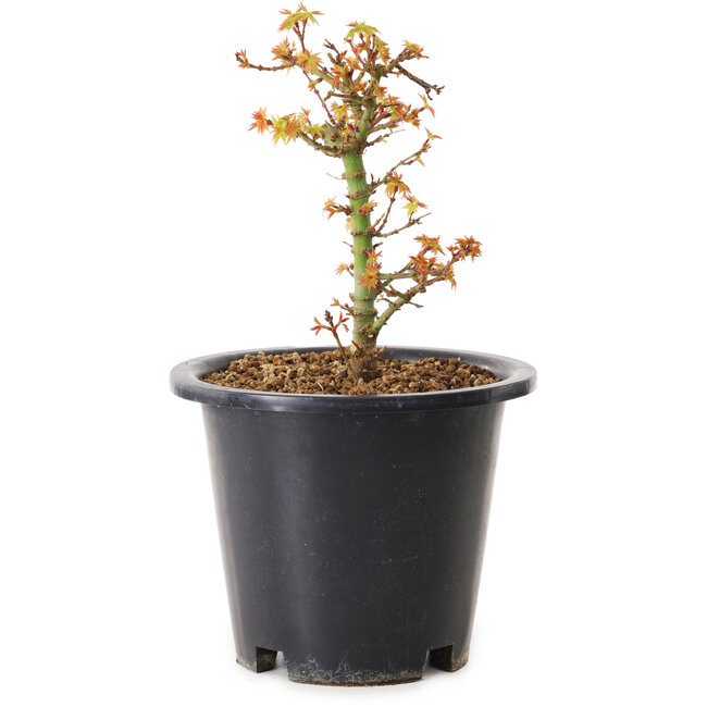 Acer palmatum Kiyohime, 15 cm, ± 8 ans