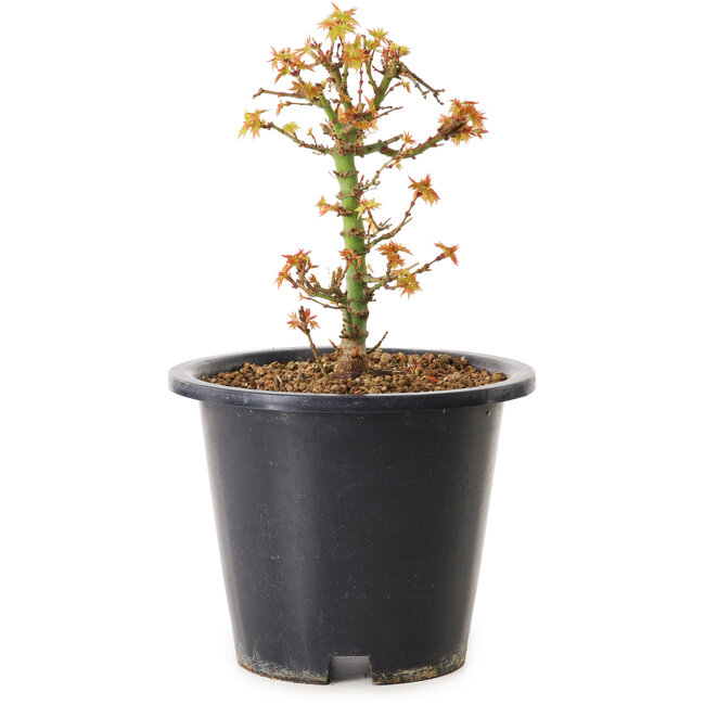 Acer palmatum Kiyohime, 15 cm, ± 8 años