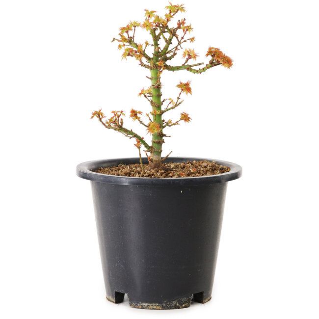 Acer palmatum Kiyohime, 15 cm, ± 8 jaar oud
