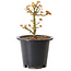 Acer palmatum Kiyohime, 15 cm, ± 8 años