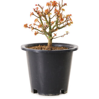 Acer palmatum Kiyohime, 15 cm, ± 8 anni
