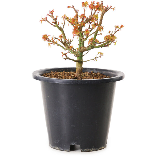 Acer palmatum Kiyohime, 15 cm, ± 8 anni