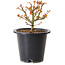 Acer palmatum Kiyohime, 15 cm, ± 8 anni