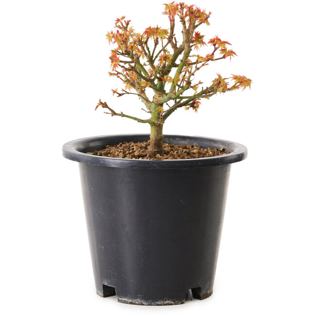Acer palmatum Kiyohime, 15 cm, ± 8 años