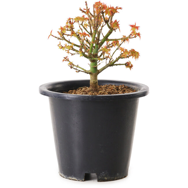 Acer palmatum Kiyohime, 15 cm, ± 8 años