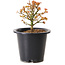 Acer palmatum Kiyohime, 15 cm, ± 8 años