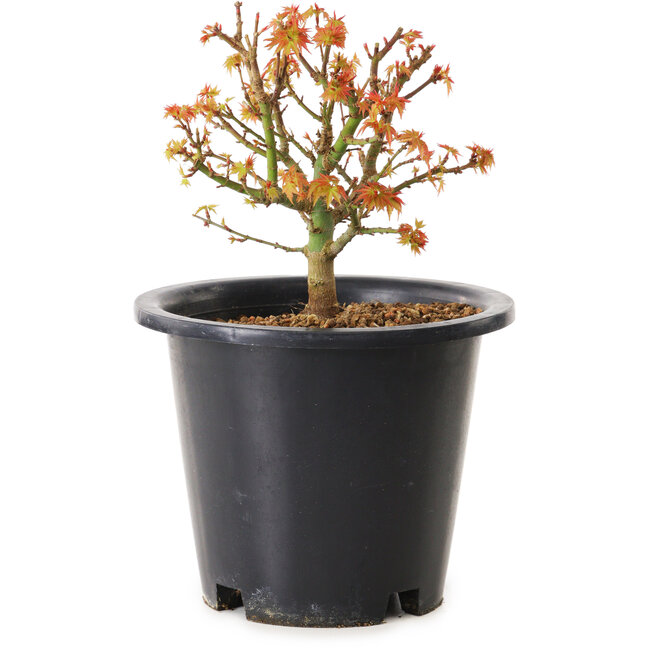 Acer palmatum Kiyohime, 15 cm, ± 8 ans