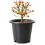 Acer palmatum Kiyohime, 15 cm, ± 8 ans