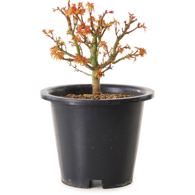 Acer palmatum Kiyohime, 15 cm, ± 8 anni