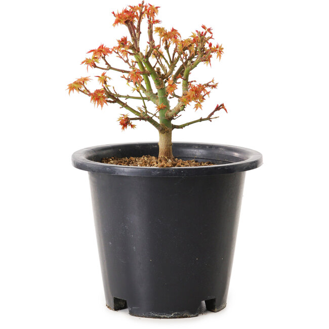Acer palmatum Kiyohime, 15 cm, ± 8 años