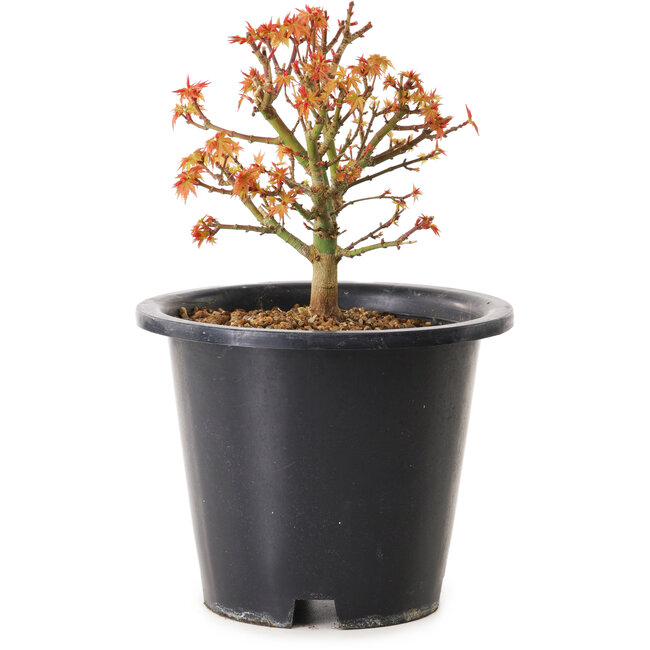 Acer palmatum Kiyohime, 15 cm, ± 8 anni