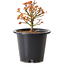 Acer palmatum Kiyohime, 15 cm, ± 8 años