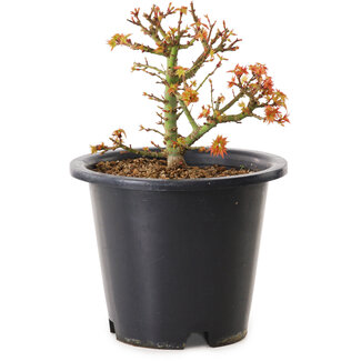Acer palmatum Kiyohime, 15 cm, ± 8 ans
