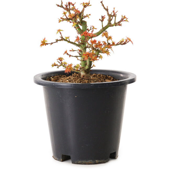 Acer palmatum Kiyohime, 15 cm, ± 8 years old