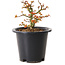 Acer palmatum Kiyohime, 15 cm, ± 8 jaar oud