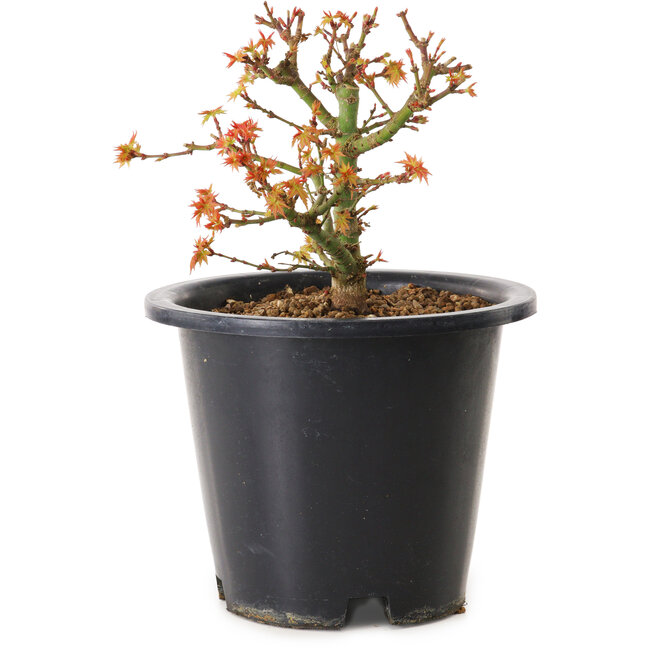 Acer palmatum Kiyohime, 15 cm, ± 8 ans