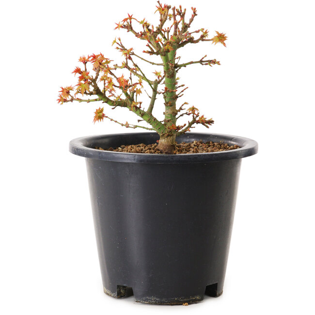 Acer palmatum Kiyohime, 15 cm, ± 8 jaar oud