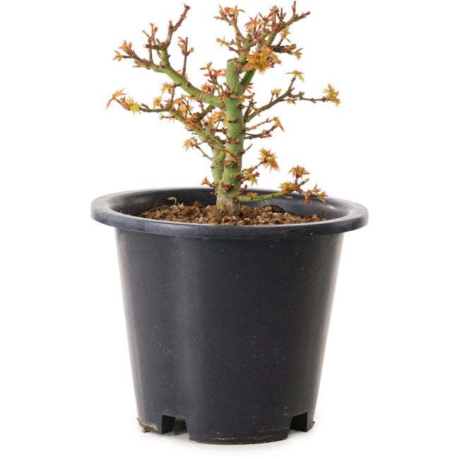 Acer palmatum Kiyohime, 15 cm, ± 8 anni