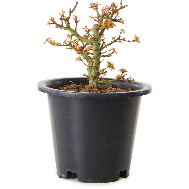 Acer palmatum Kiyohime, 15 cm, ± 8 years old