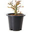 Acer palmatum Kiyohime, 15 cm, ± 8 jaar oud