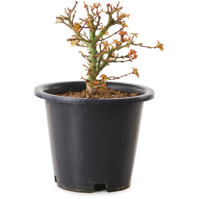 Acer palmatum Kiyohime, 15 cm, ± 8 anni