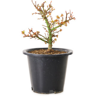 Acer palmatum Kiyohime, 15 cm, ± 8 años