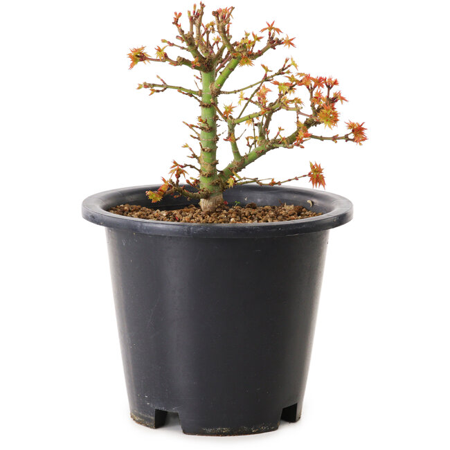 Acer palmatum Kiyohime, 15 cm, ± 8 años