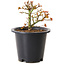 Acer palmatum Kiyohime, 15 cm, ± 8 ans