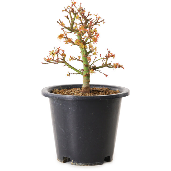Acer palmatum Kiyohime, 15 cm, ± 8 anni