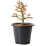 Acer palmatum Kiyohime, 15 cm, ± 8 jaar oud