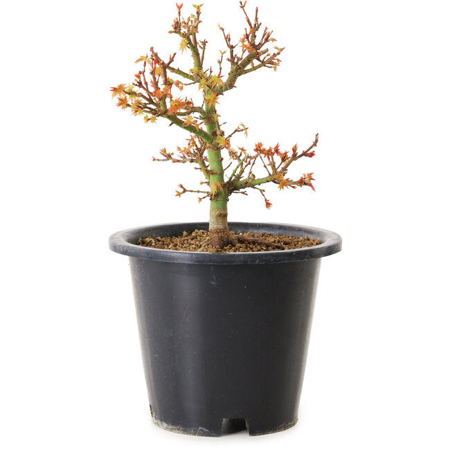 Acer palmatum Kiyohime, 15 cm, ± 8 years old