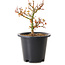 Acer palmatum Kiyohime, 15 cm, ± 8 anni