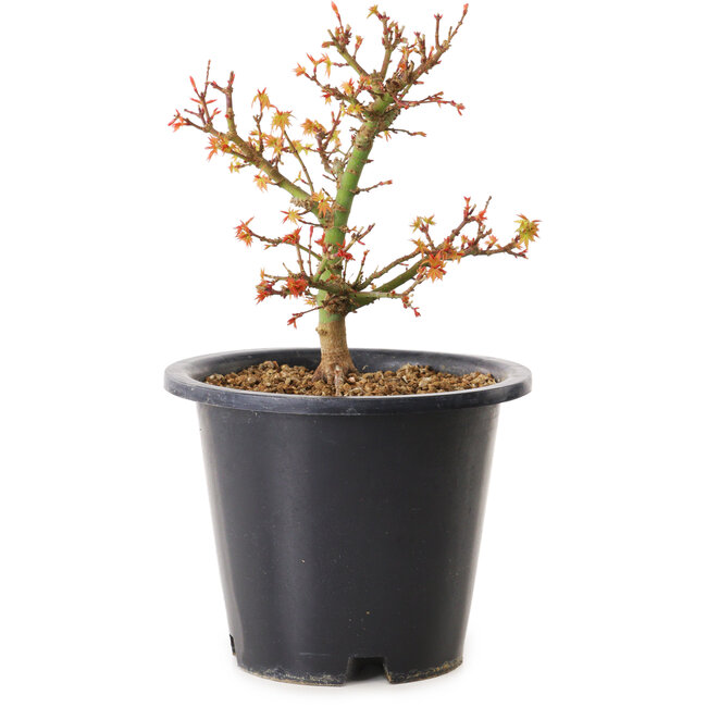 Acer palmatum Kiyohime, 15 cm, ± 8 Jahre alt