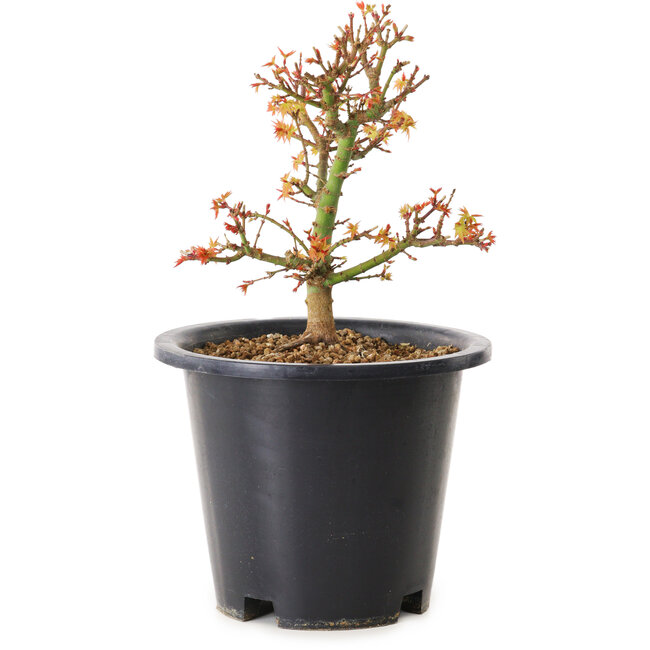Acer palmatum Kiyohime, 15 cm, ± 8 años