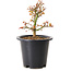 Acer palmatum Kiyohime, 15 cm, ± 8 anni