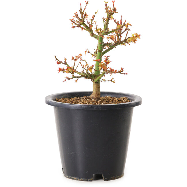 Acer palmatum Kiyohime, 15 cm, ± 8 jaar oud