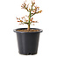 Acer palmatum Kiyohime, 15 cm, ± 8 years old