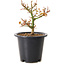 Acer palmatum Kiyohime, 15 cm, ± 8 years old