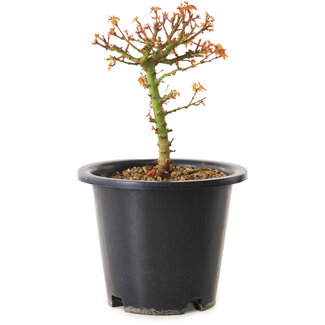 Acer palmatum Kiyohime, 15 cm, ± 8 Jahre alt