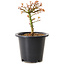 Acer palmatum Kiyohime, 15 cm, ± 8 Jahre alt