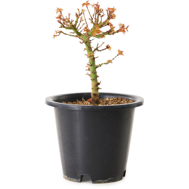 Acer palmatum Kiyohime, 15 cm, ± 8 ans