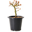Acer palmatum Kiyohime, 15 cm, ± 8 Jahre alt