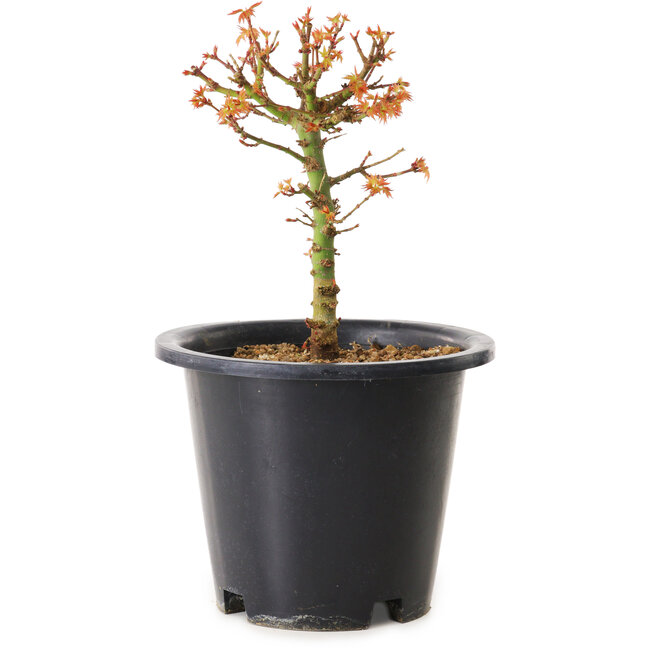 Acer palmatum Kiyohime, 15 cm, ± 8 años