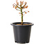 Acer palmatum Kiyohime, 15 cm, ± 8 Jahre alt