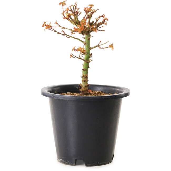 Acer palmatum Kiyohime, 15 cm, ± 8 años