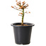 Acer palmatum Kiyohime, 15 cm, ± 8 jaar oud