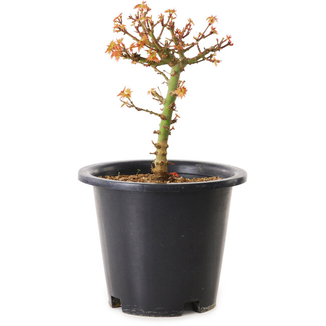 Acer palmatum Kiyohime, 15 cm, ± 8 Jahre alt