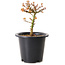 Acer palmatum Kiyohime, 15 cm, ± 8 jaar oud