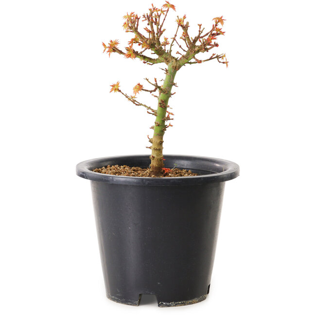 Acer palmatum Kiyohime, 15 cm, ± 8 Jahre alt