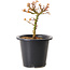 Acer palmatum Kiyohime, 15 cm, ± 8 anni